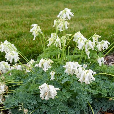 Dicentra hybrid 'White Diamonds'