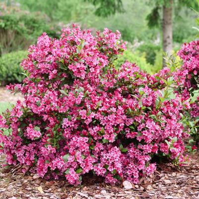 Weigela florida Sonic Bloom® Punch