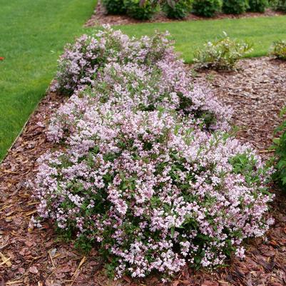 Deutzia x Yuki Kabuki™