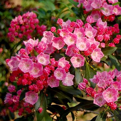 Kalmia latifolia 'Show Time'