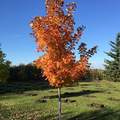 Acer saccharum Inferno™