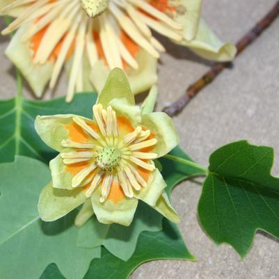 Liriodendron tulipifera 'Little Volunteer'