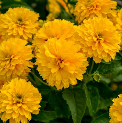 Heliopsis helianthoides 'Rays for Days'