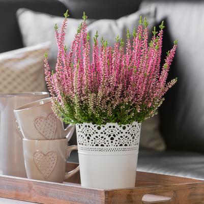 Calluna vulgaris Beauty Ladies® Magda