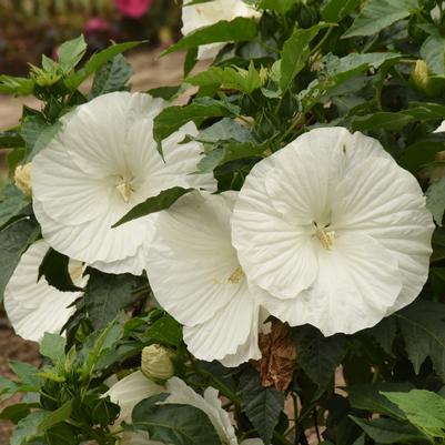 Hibiscus 'Marshmallow Moon'