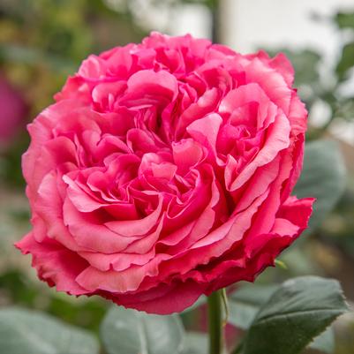 Rosa Loves Me, Loves Me Not™