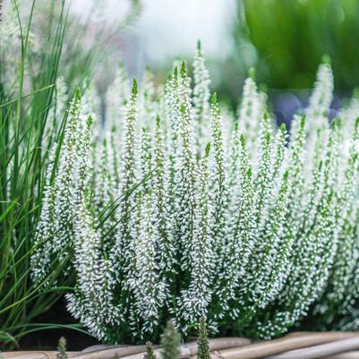 Calluna vulgaris Beauty Ladies® Viva