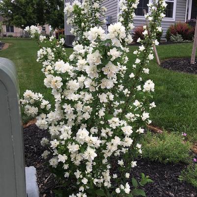 Philadelphus lewisii Pearls of Perfume™