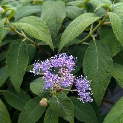 Hydrangea involucrata 