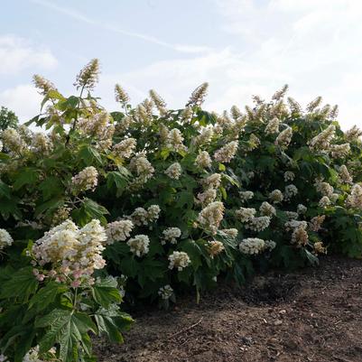 Hydrangea quercifolia Autumn Reprise™