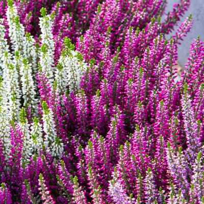 Calluna vulgaris Beauty Ladies® Lynn