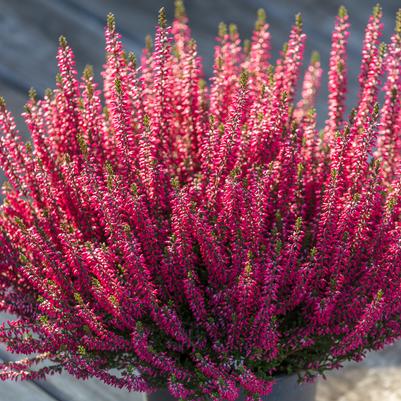 Calluna vulgaris Beauty Ladies® Scarlet