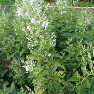 Scutellaria incana 'Prairie Snow'