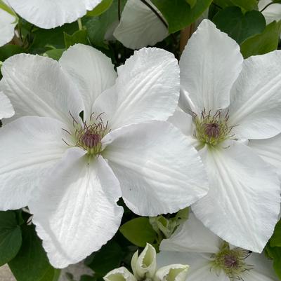 Clematis Guernsey Flute™