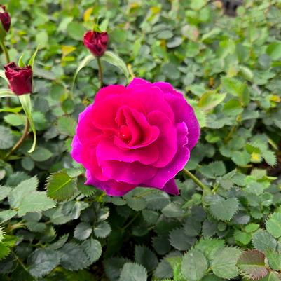 Rosa Showpiece™ Purple