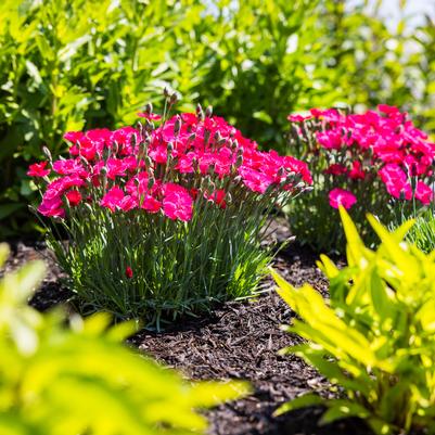 Dianthus gratianopolitanus Glamour Time™
