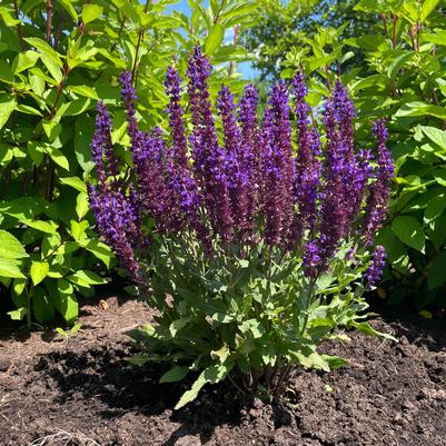 Salvia nemorosa Perpetual Purple™