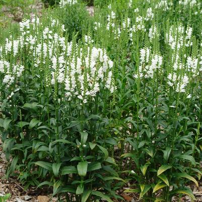 Physostegia vir. Miss Manners