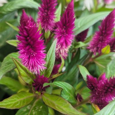 Celosia 