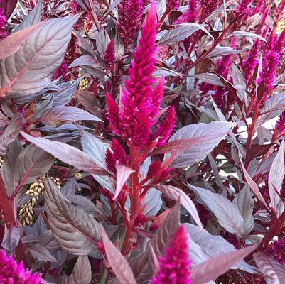 Celosia 'Kelos Fire Purple'