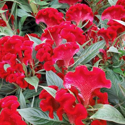 Celosia `Twisted red currant`