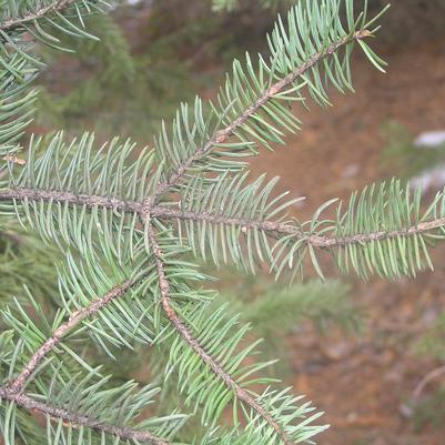 Picea meyeri 