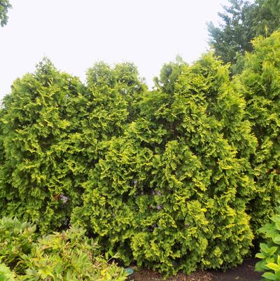 Thuja occidentalis Yellow Ribbon