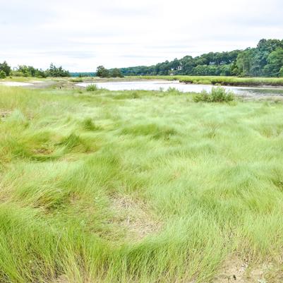Spartina patens 