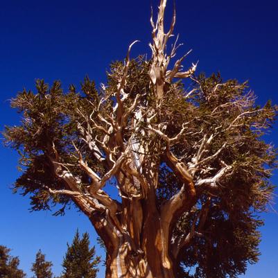 PINUS ARISTATA VAR. LONGAEVA 