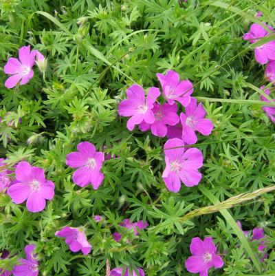 Geranium sanguineum 