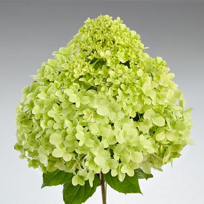 Hydrangea paniculata Pandora