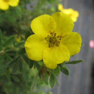 Potentilla fruticosa Cheesehead