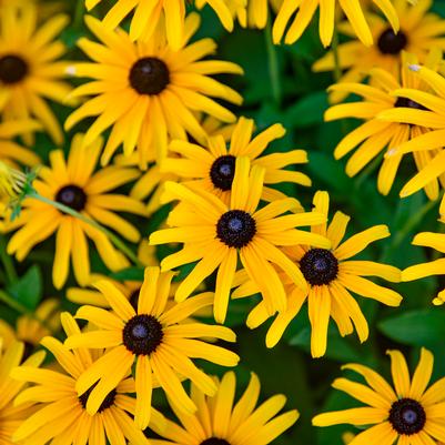 Rudbeckia Treasure Trove