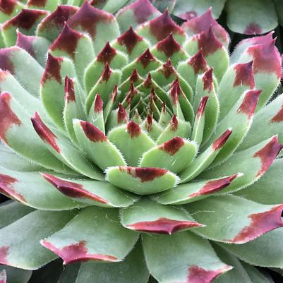 Sempervivum Chick Charms® Mint Marvel™