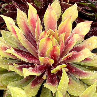Sempervivum Chick Charms® Lemon Waves™