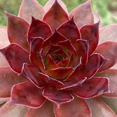 Sempervivum Chick Charms® Cherries Jubilee™