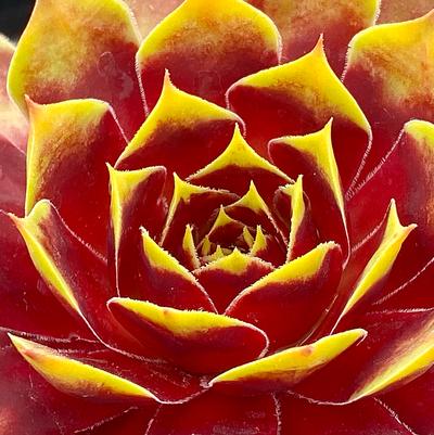 Sempervivum Chick Charms® Gold Crown™