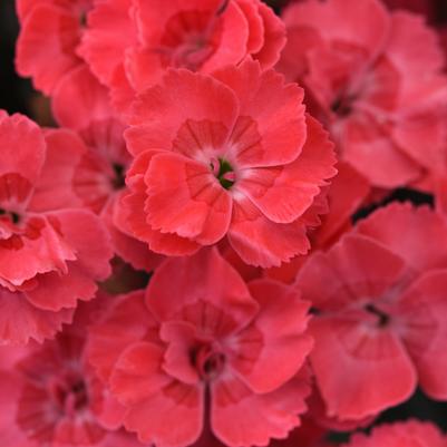 Dianthus x EverLast™ 'Peach'