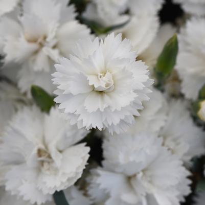 Dianthus x EverLast™ 'White'