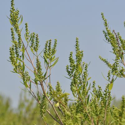 Iva frutescens 