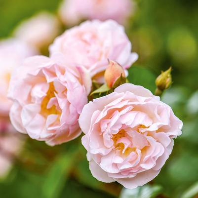 Rosa Lady of the Lake®