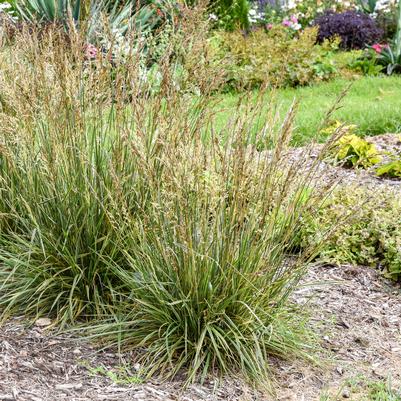 Festuca arundinacea Perfect Edging