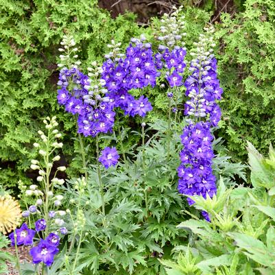 Delphinium x 'Violets Are Blue'
