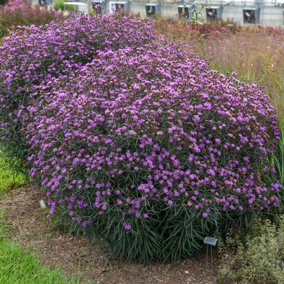 Vernonia 'Violet Night'