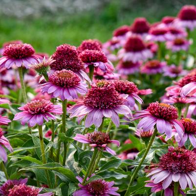 Echinacea x Double Coded® 'Everything's Rosy'