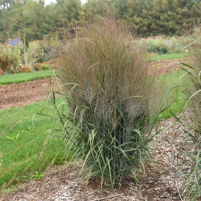 Panicum virgatum PRAIRIE WINDS® 'October Sky'