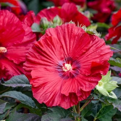Hibiscus x Summerific® 'Garnet Globes'