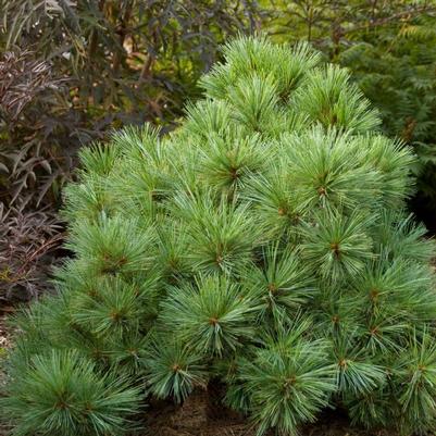 Pinus strobus 'Blue Shag'