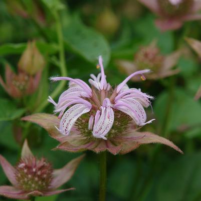 Monarda bradburiana 
