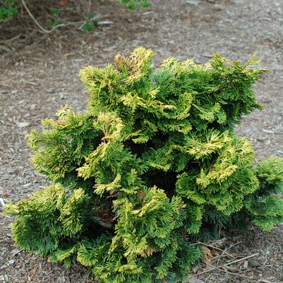 Chamaecyparis obtusa 'Verdoni'